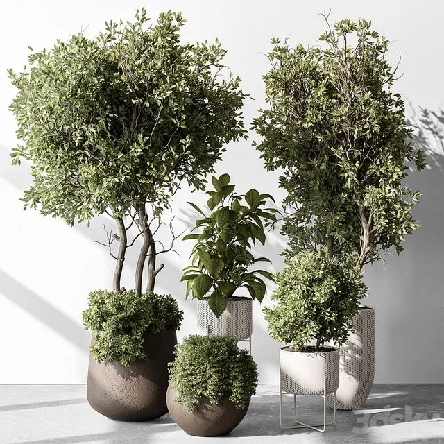 Indoor Plant 541 3dsMax Model