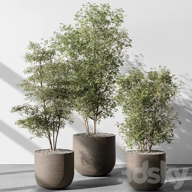 Indoor Plant 543 – Sapling Tree 3ds Max