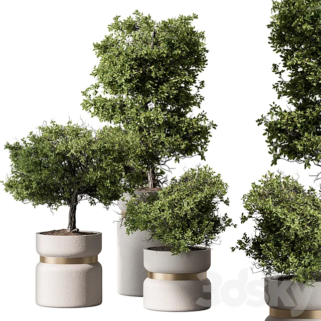 Indoor Plant 566 -Tree in Pot 3DS Max Model