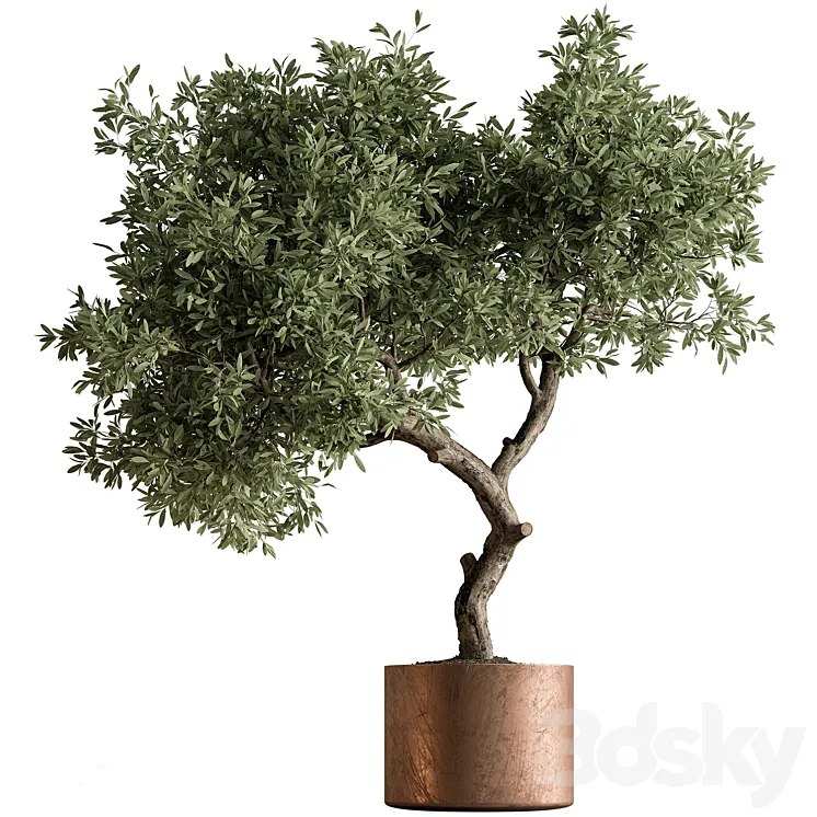 Indoor Plant 573 -Tree in Pot 3DS Max Model