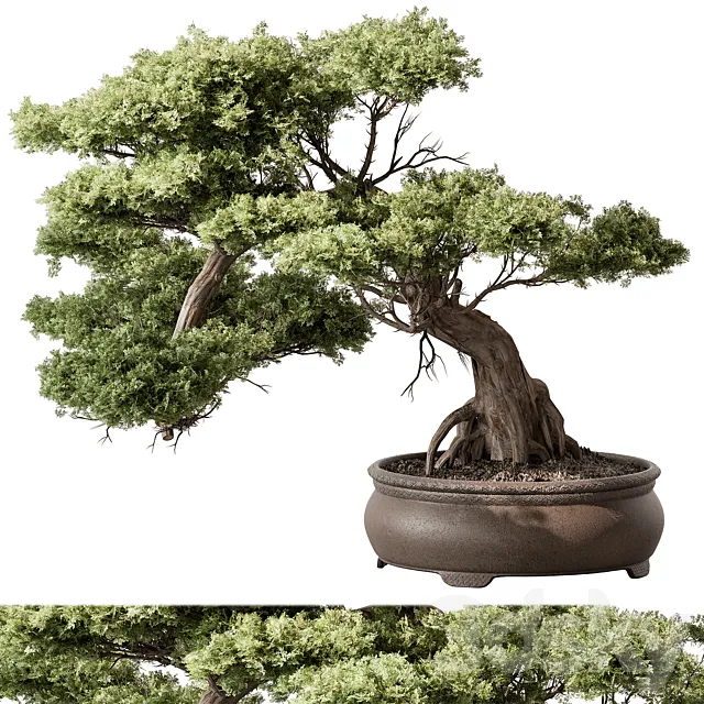 indoor Plant 584 – Bonsai Plant 3ds Max