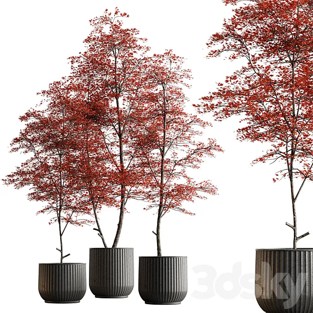 Indoor Plant 591 -Tree in Pot 3ds Max