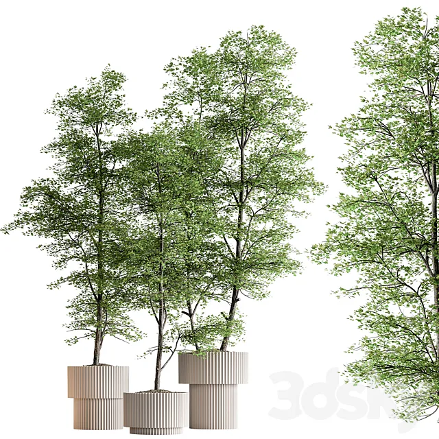 Indoor Plant 592 -Tree in Pot 3ds Max