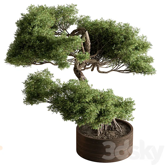 indoor Plant 626 – Bonsai Plant 3DS Max Model