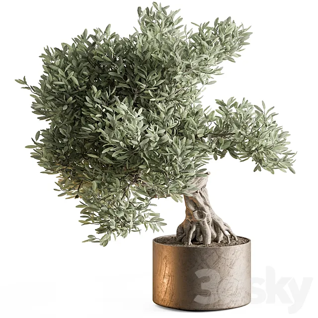 indoor Plant 651 – Olive Bonsai 3ds Max