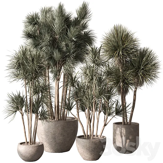 Indoor Plant 818 – Yucca Set 3dsMax Model