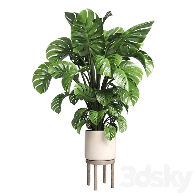 Indoor plant 89 wood vase pot plant monstera 3ds Max