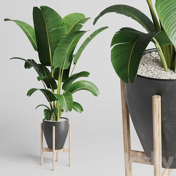 Indoor plant 93 concrete vase pot palnt ravenala 3DS Max Model