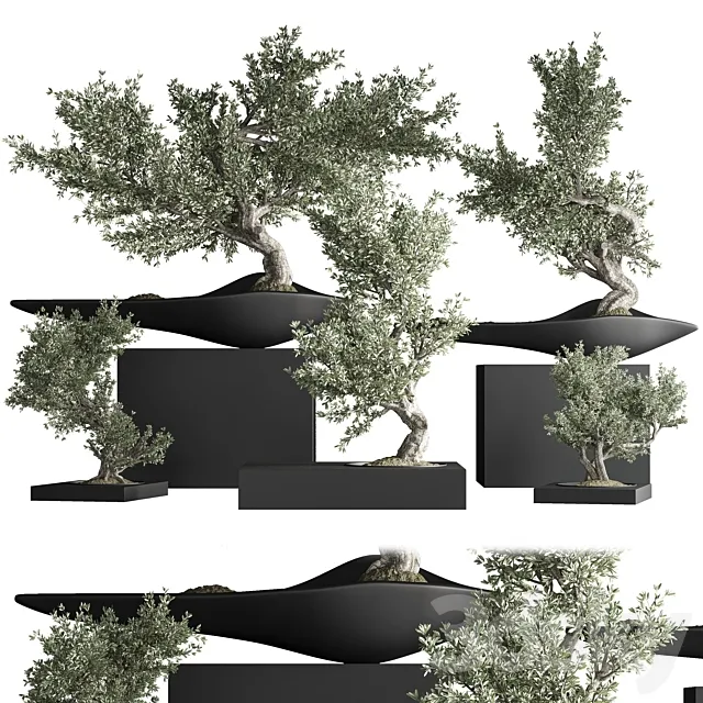 indoor plant bonsai set 35 3DS Max Model