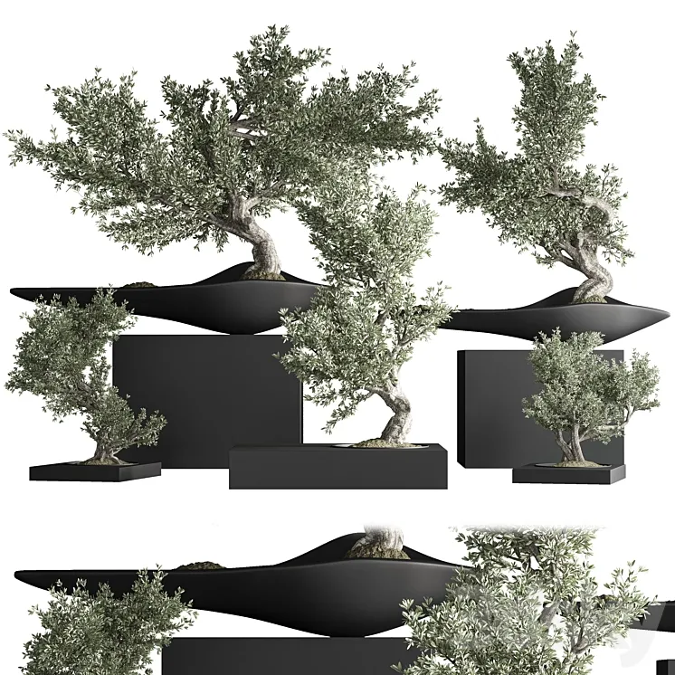 indoor plant bonsai set 35 3DS Max Model