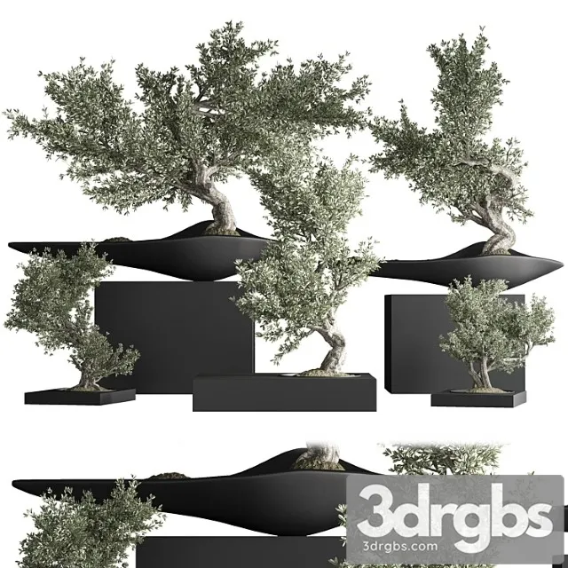 Indoor plant bonsai set 35