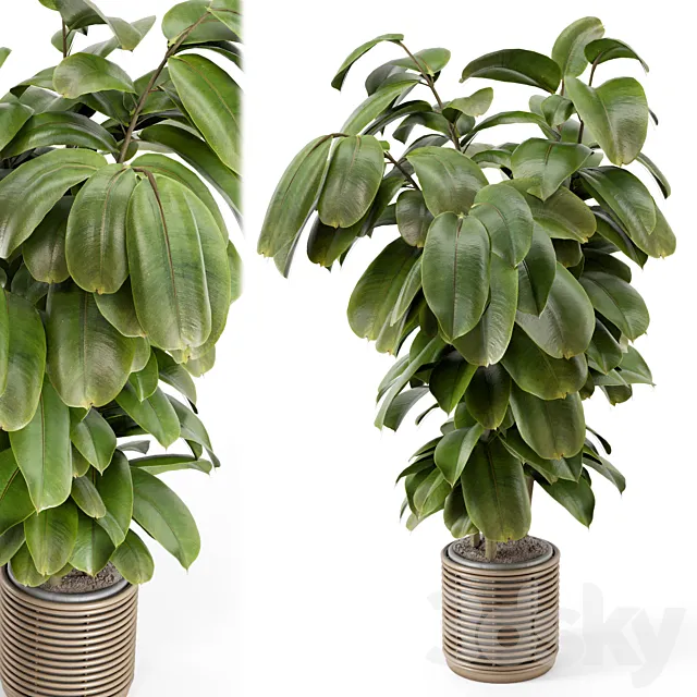 Indoor Plant in Natural Rattan Pot on Wood Base – Set 1071 3DSMax File