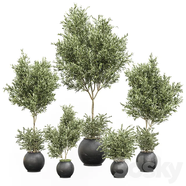 indoor plant olive set 02 3DSMax File