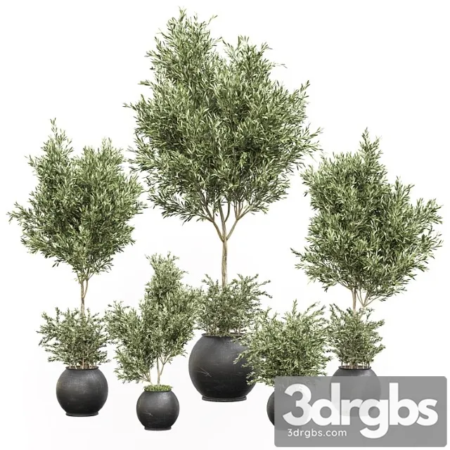 Indoor plant olive set 02