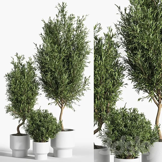 indoor plant olive set 04 3DS Max Model