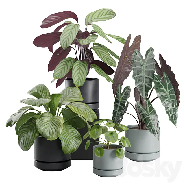 Indoor Plant Pack 30 3ds Max