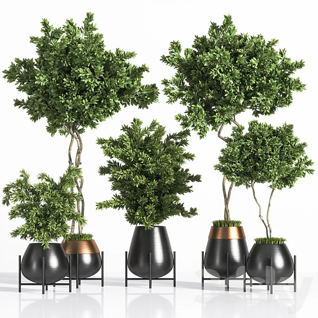 indoor plant set 01 3DS Max Model