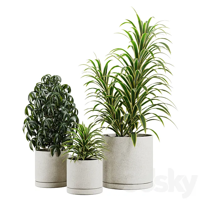 Indoor Plant Set 01 3dsMax Model