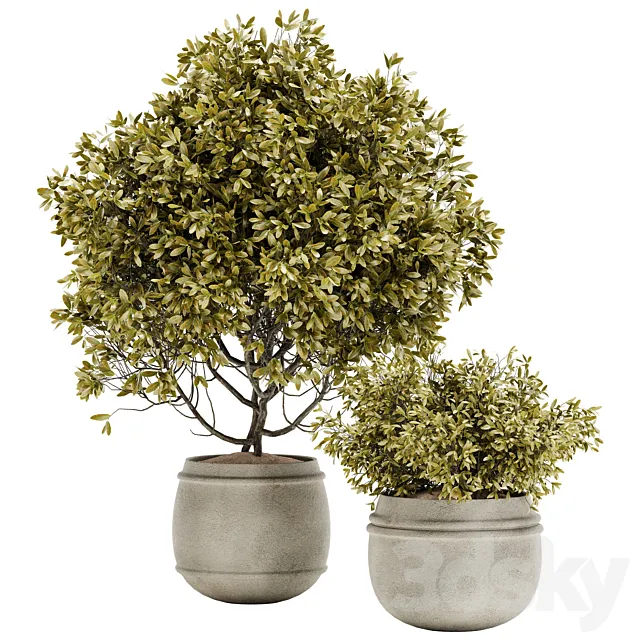 Indoor Plant Set 010 3dsMax Model