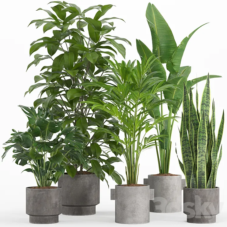 indoor plant set 013 3DS Max Model
