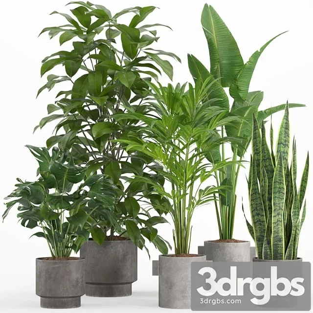 Indoor plant set 013