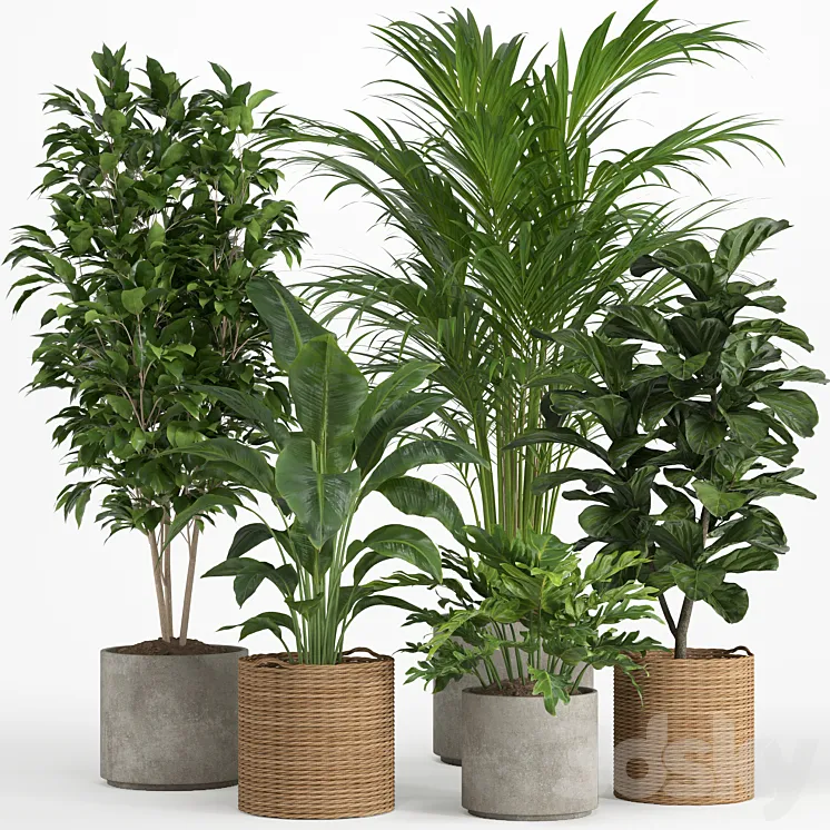 indoor plant set 014 3DS Max