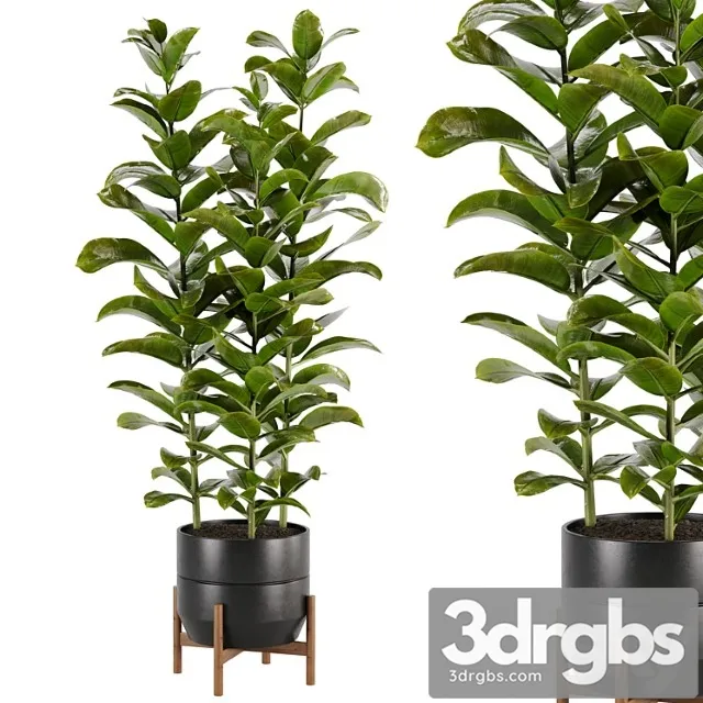 Indoor plant set 02