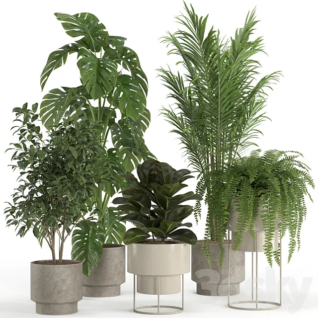 indoor plant set 021 3ds Max