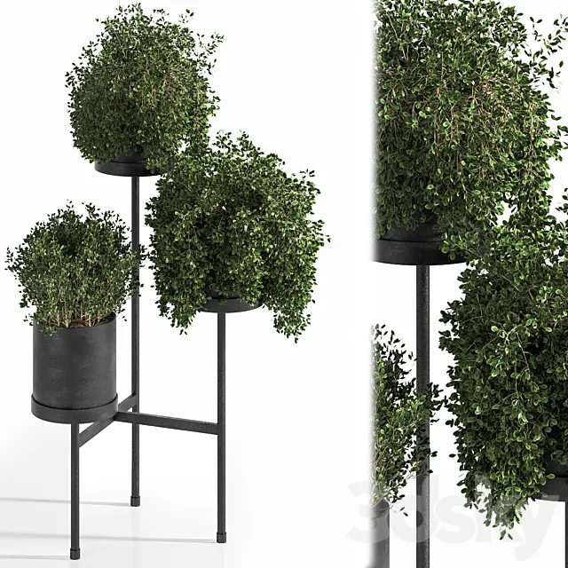 Indoor Plant Set 03 3DS Max Model