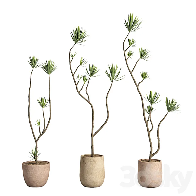 Indoor Plant Set 04 3dsMax Model