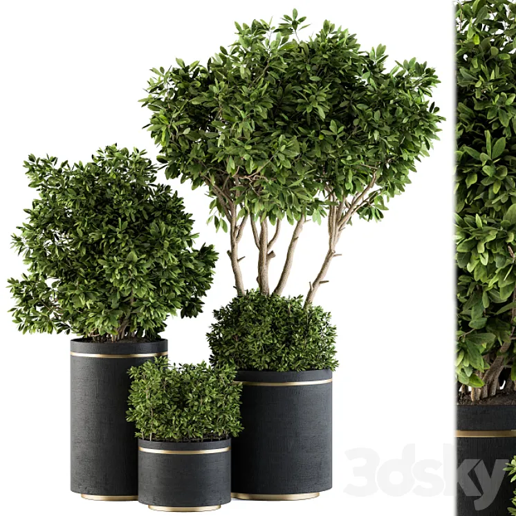 indoor Plant Set 105 – Black and Gold 3DS Max