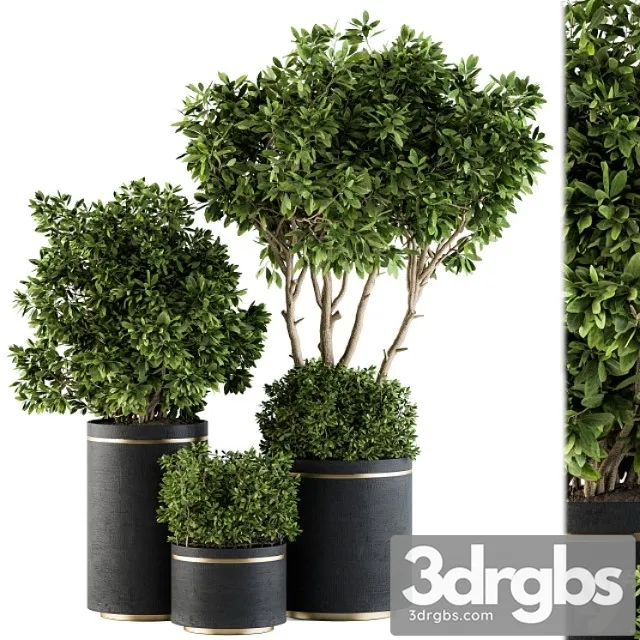 Indoor plant set 105 – black and gold