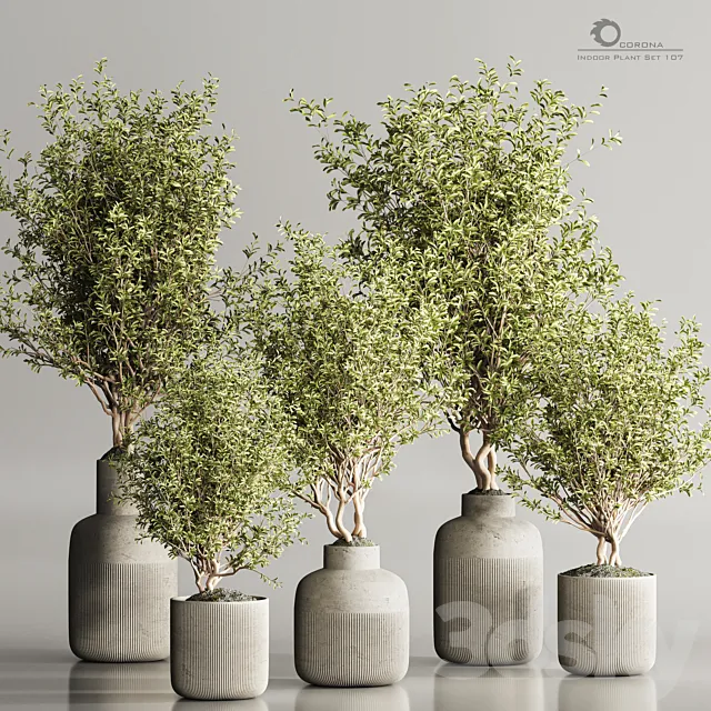 Indoor Plant Set 107 3DS Max Model