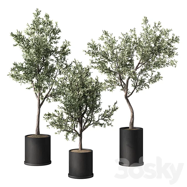 Indoor Plant Set.107 3dsMax Model