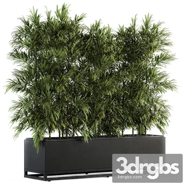 Indoor plant set 109 – palm in plant box