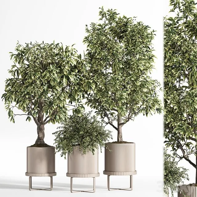 Indoor Plant Set 11 (Benjamin) 3dsMax Model