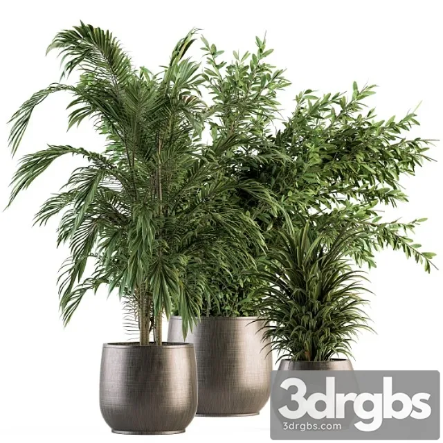 Indoor plant set 112 – tropical plants