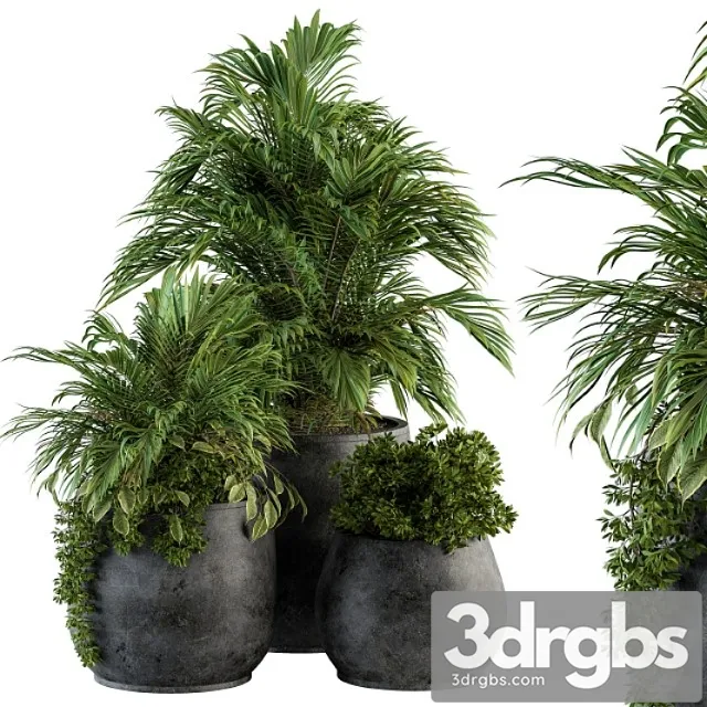 Indoor plant set 113 – black pot