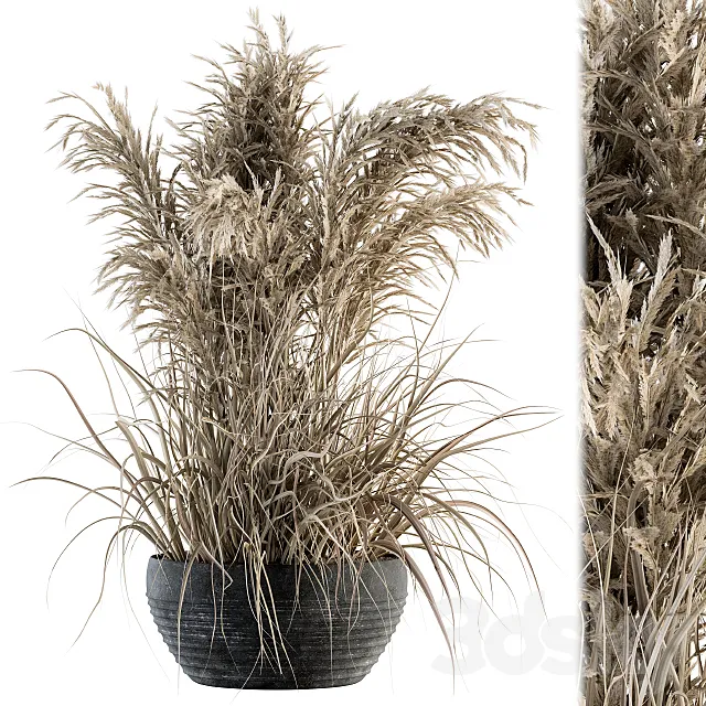 indoor Plant Set 114 – Dried Plant 3ds Max