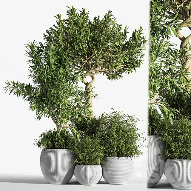 Indoor Plant Set 12 3ds Max