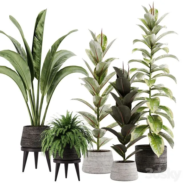 indoor plant Set 12 3dsMax Model