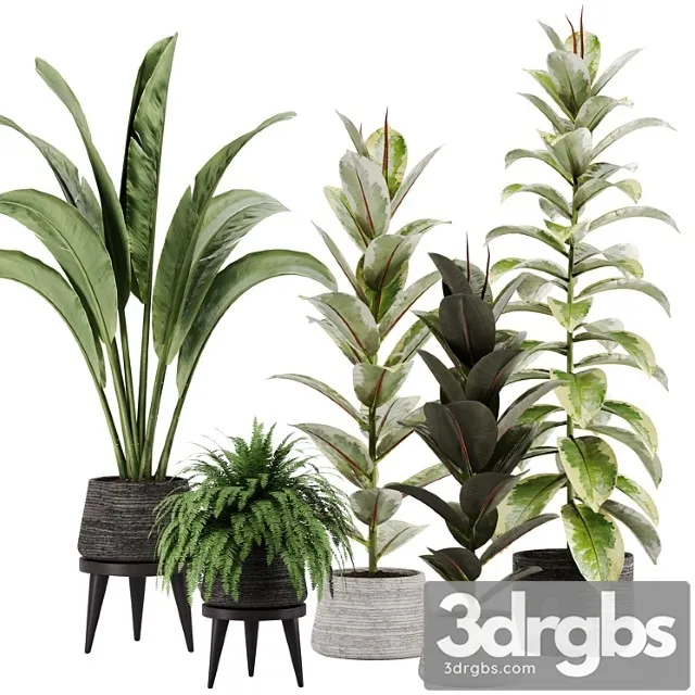 Indoor plant set 12