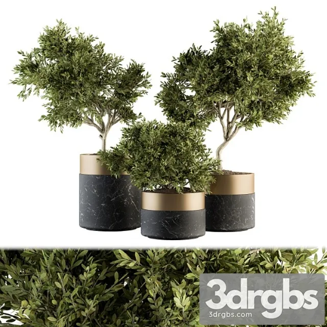 Indoor plant set 127 – plant in pot