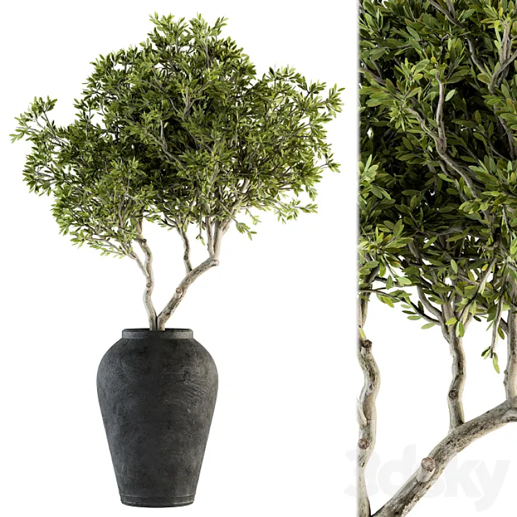indoor Plant Set 128 – Tree in Pot 3DS Max