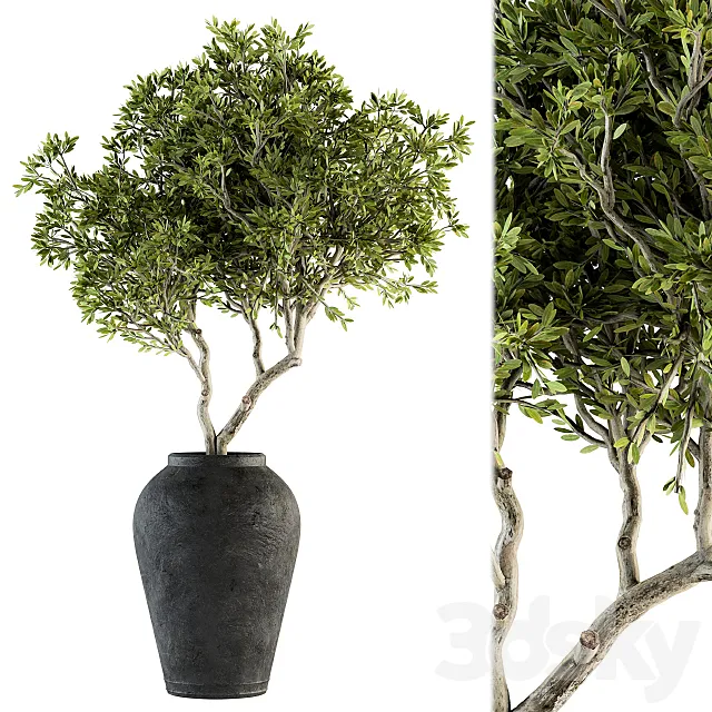 indoor Plant Set 128 – Tree in Pot 3DSMax File