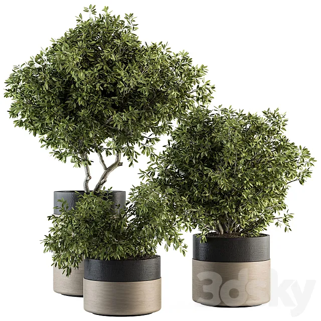 indoor Plant Set 130 – Tree in Pot 3ds Max