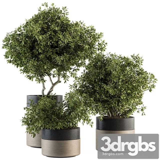 Indoor plant set 130 – tree in pot