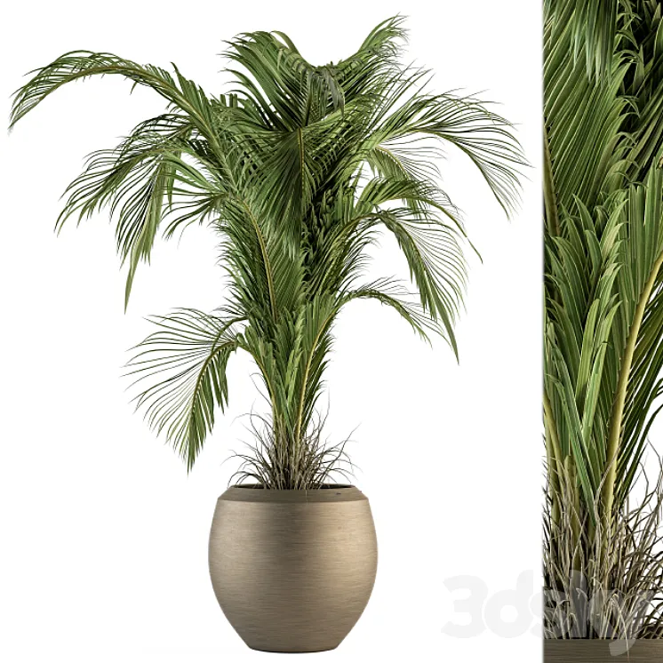 indoor Plant Set 132 – Tropical Plant 3DS Max