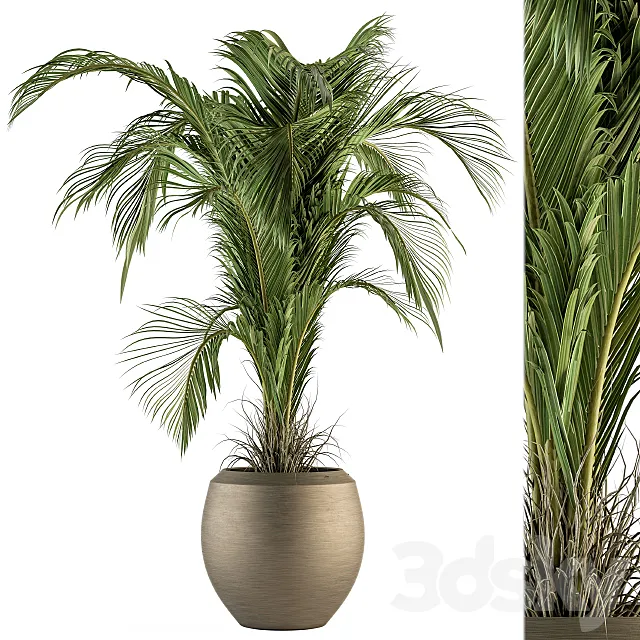 indoor Plant Set 132 – Tropical Plant 3DSMax File