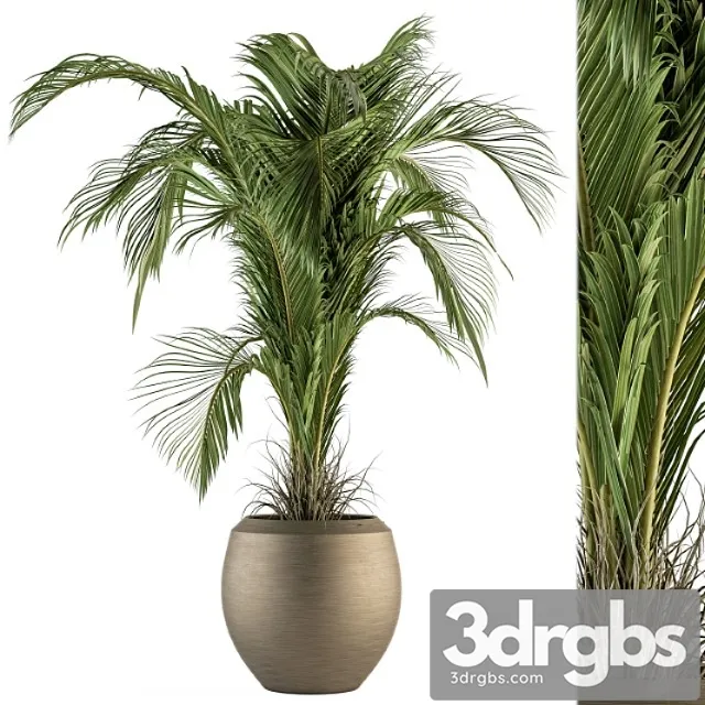 Indoor plant set 132 – tropical plant